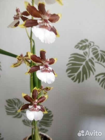 Орхидеи фаленопсис, Камбрия