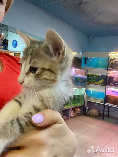 Котята в добрые руки мальчики