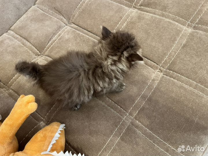 Котёнок бесплатно