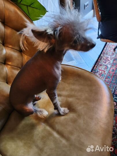 Китайская хохлатая голая Вязка