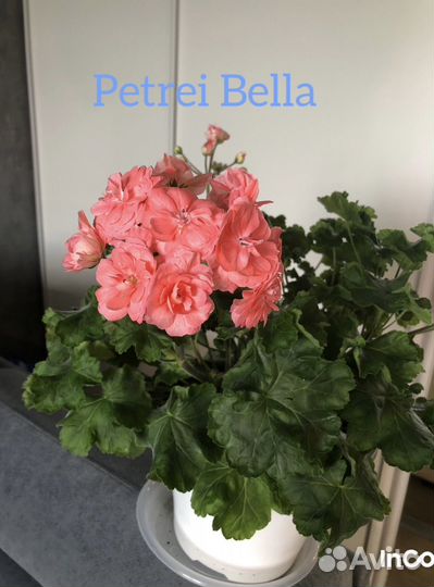 Пеларгония герань