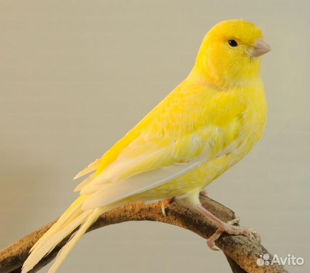 Канарейка желтая