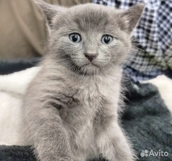 Котенок