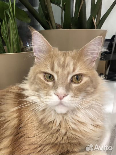 Вязка Кот мейн-кун