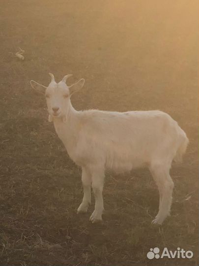 Козел зааненский