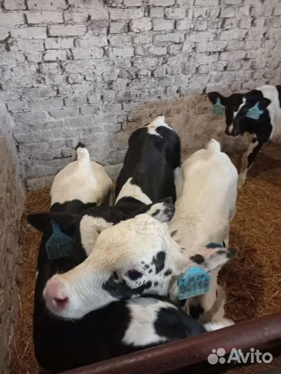 Бычки на откорм телята