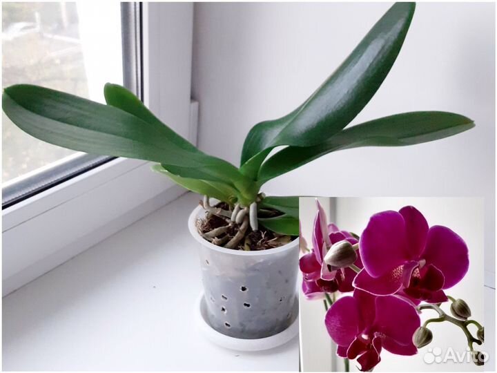 Орхидея фаленопсис