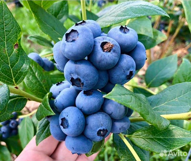 Саженцы садовой голубики в горшках