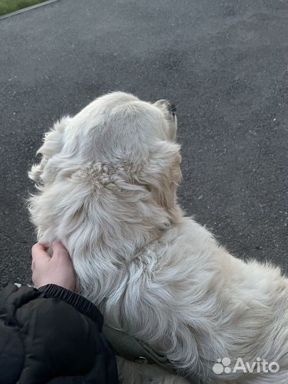 Выгул собак