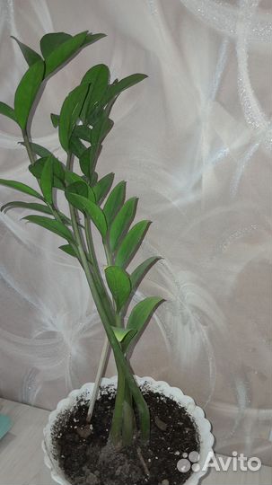 Замиокулькас