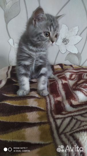 Шотландские котята