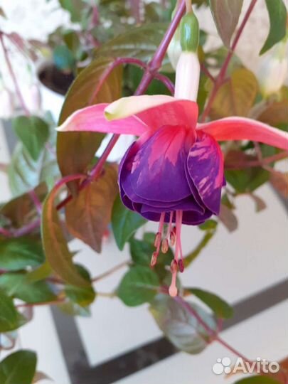 Укорененные отростки фуксии