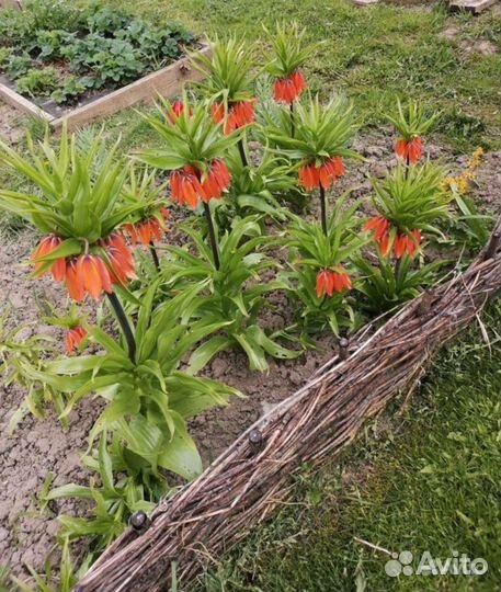 Рябчик Императорский -Фритиллярия