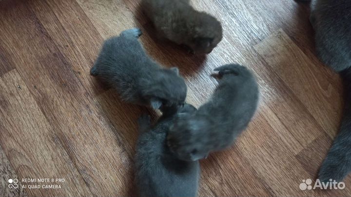 Шотландские котята