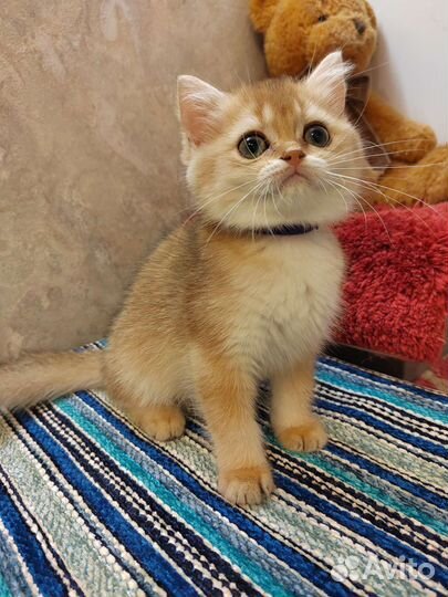 Девочка британской золотой шиншиллы