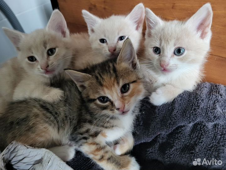 Котята в добрые руки