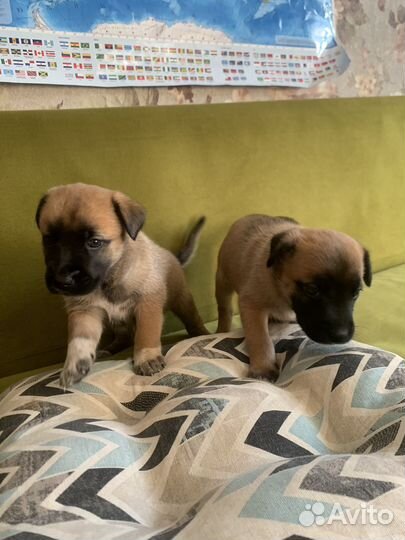 Щенки