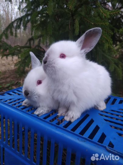 Крольчата