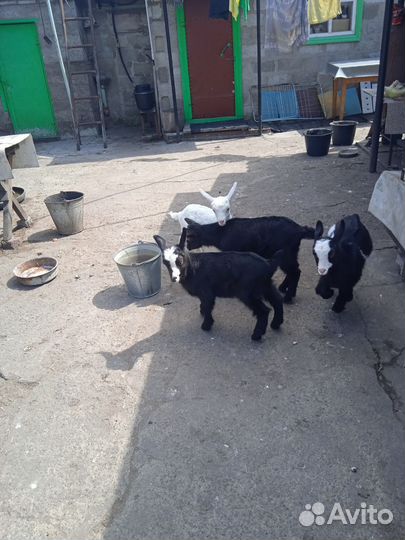 Продам козлят