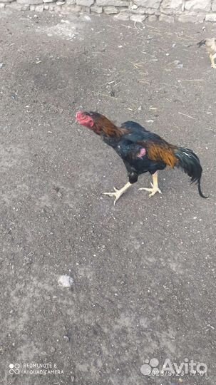 Бойцовый петух