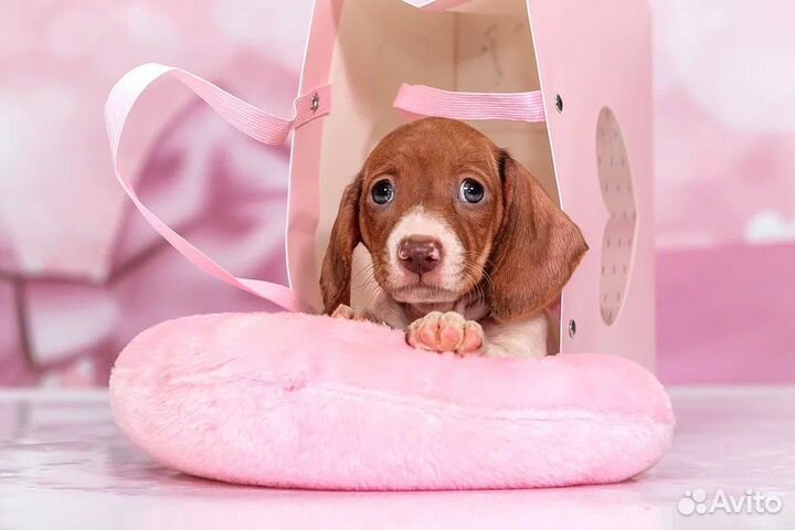 Кроличья/миниатюрная такса окрас пайболд