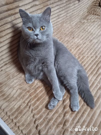 Британская