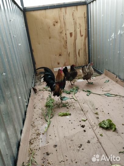 Малазийская серама