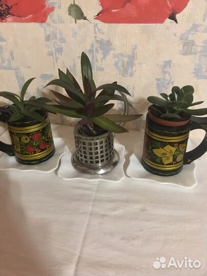 Олеандр махровый