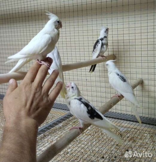 Ручные попугайчики розелла и корелла