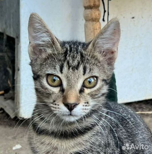 Мальчик ищет семью