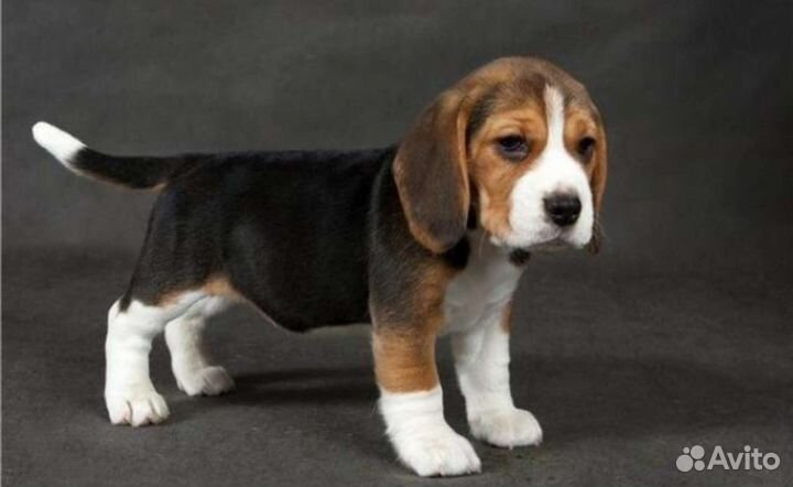 Щенки бигля