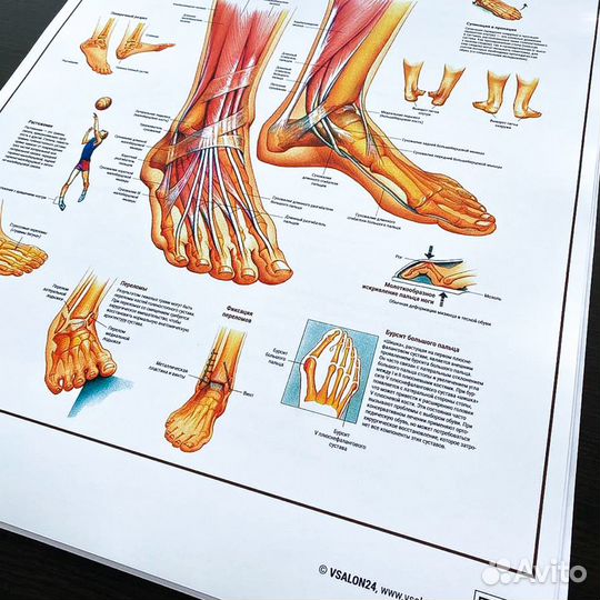 Плакат «Стопы и лодыжки» А1