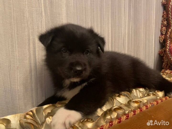 Щенки хаски