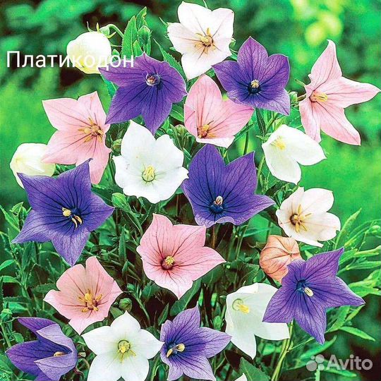 Рассада многолетних цветов