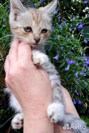 Котёнок девочка в дар