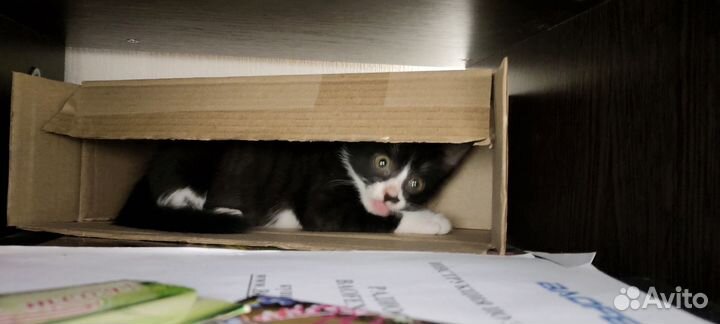 Кошка Ева ищет дом