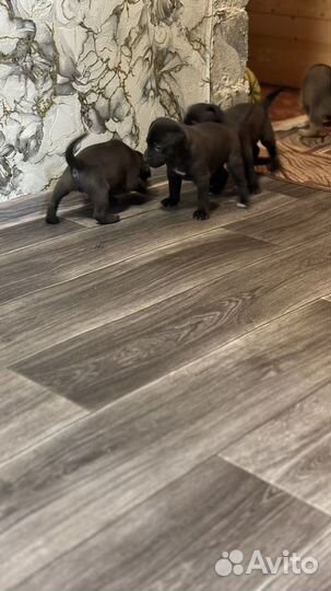 Продам малышей питбуля