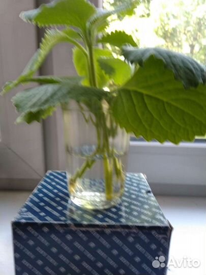 Комнатная мята, лимонник