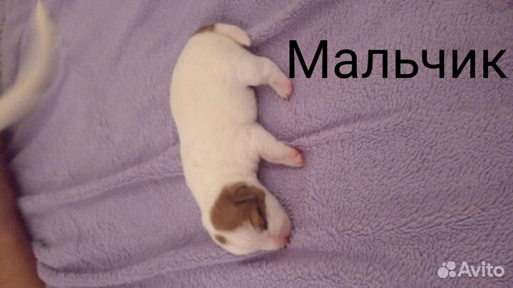 Щенки джек Рассел терьер
