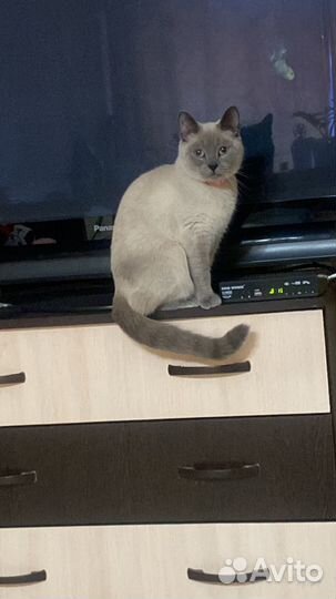 Кошка сил поинт