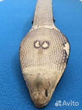 Ремень новый