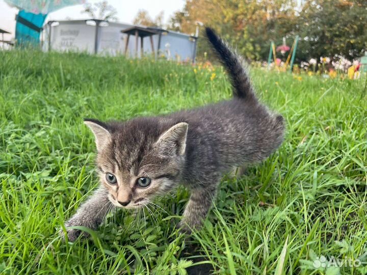 Милашки котята