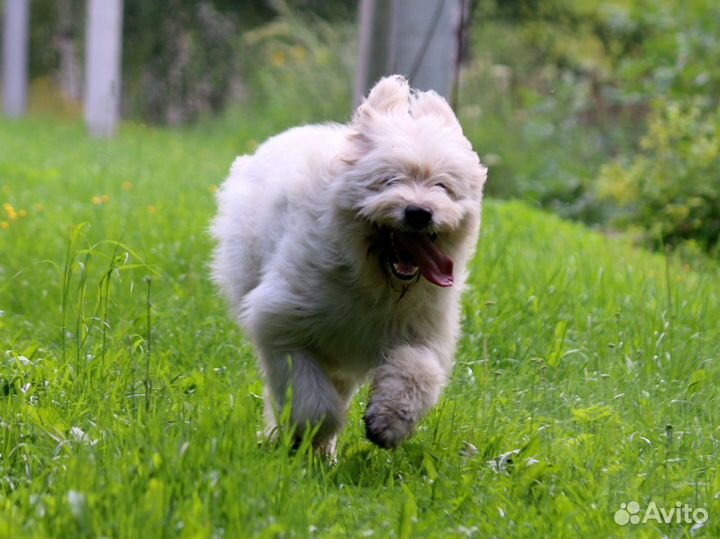 Южно Русская Овчарка в добрые руки отдам бесплатно
