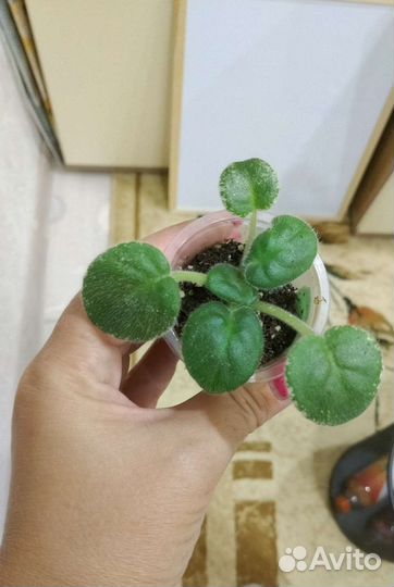 Детки фиалки Мармеладные ромашки