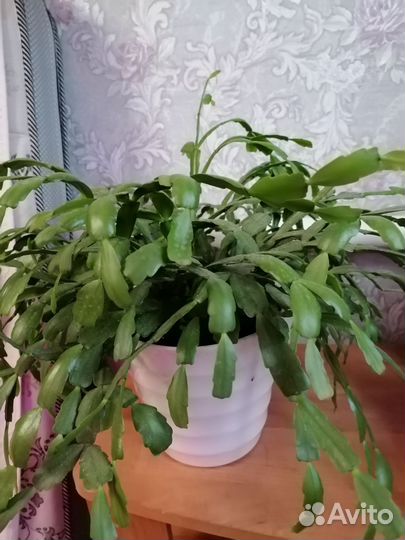 Декабрист бело-розовый