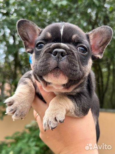 Французский бульдог лилак тан флаффи
