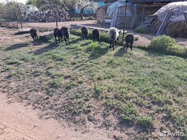 Овцы бараны ягнята