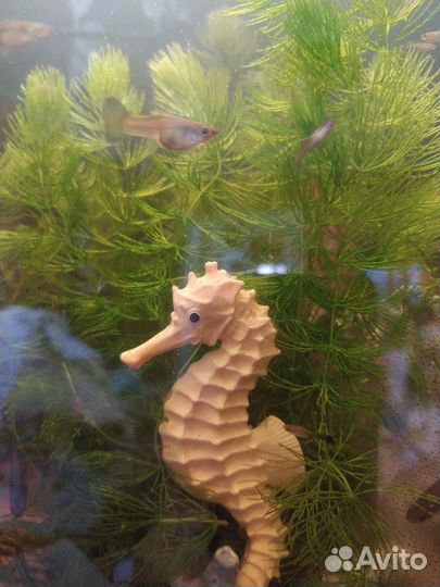 Роголистник в аквариум