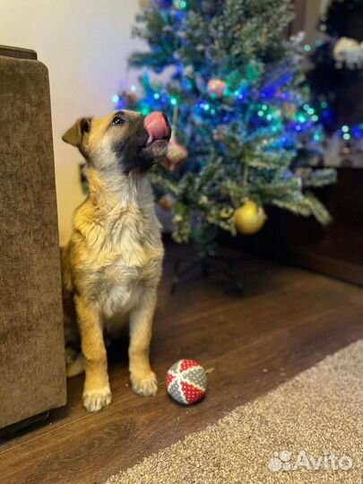 Герда ждет любящую семью