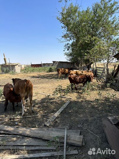 Коровы с телятами